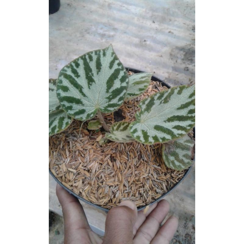 tanaman hias begonia karpet