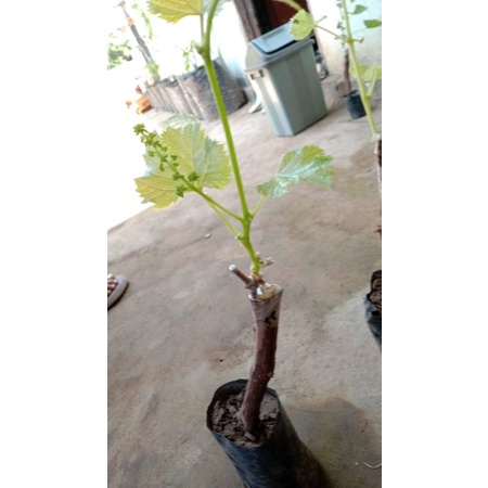 bibit anggur import berbunga anggur import berbunga