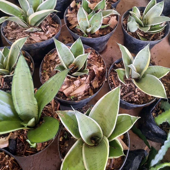 Terbaru sansivera mini green silver tanaman hias