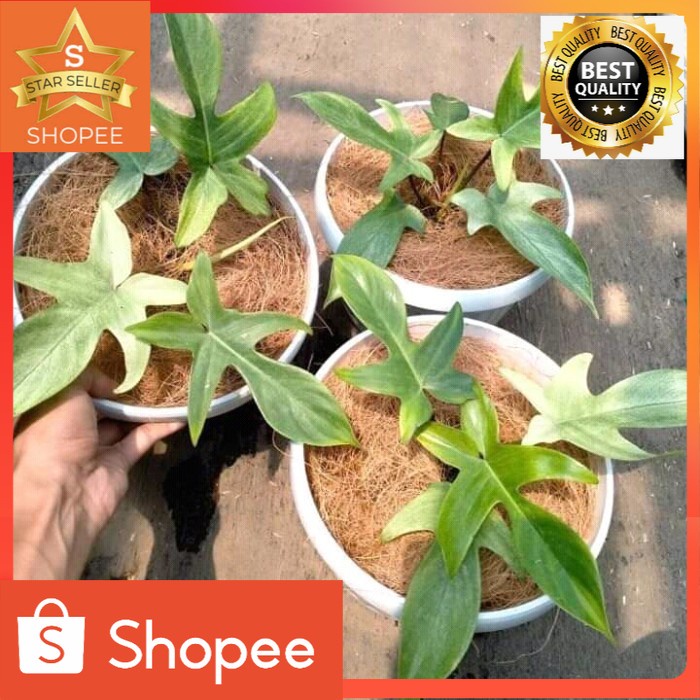 tanaman hias philo florida ghost/kuku bima varigata