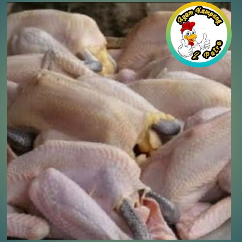 

Ayam Kampung fresh baru potong 900 - 1000gram