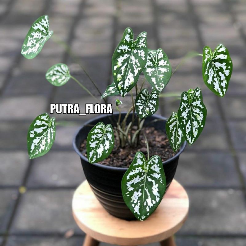 tanaman caladium liliput keladi mutiara keladi liliput