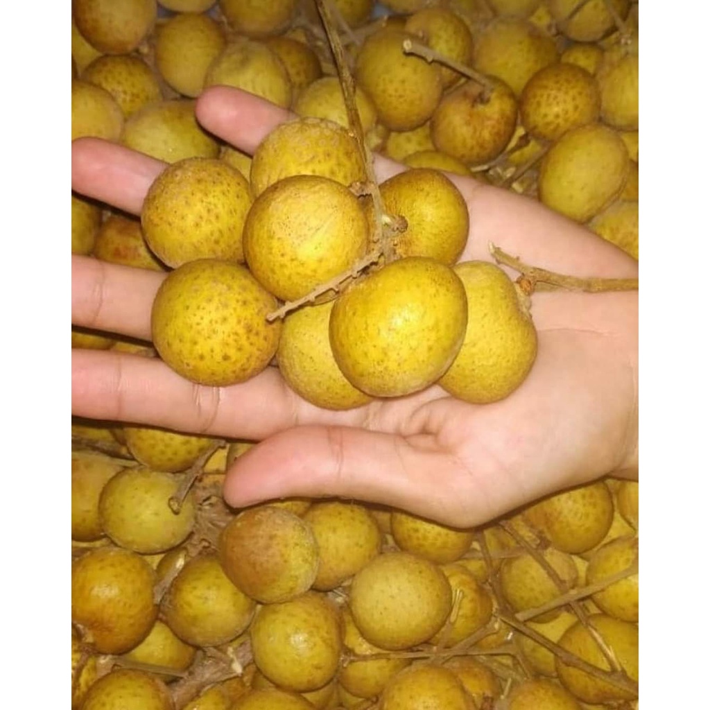 

Kelengkeng manis/ Kelengkeng fresh