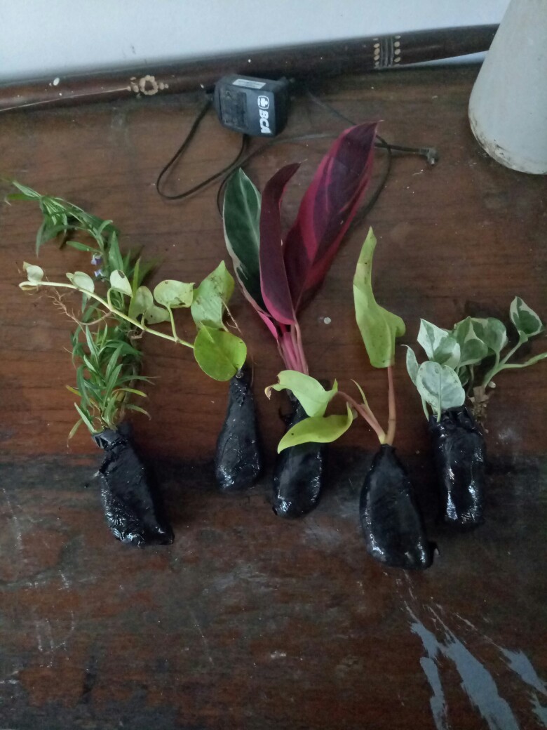 Tanaman Hias Srigading Koin-tanaman Gantung