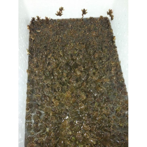 kodok air pakan ikan arwana dan predator