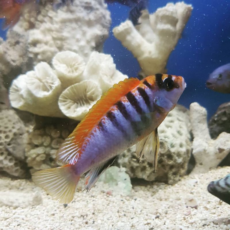 CICHLID RED TOP HONGI