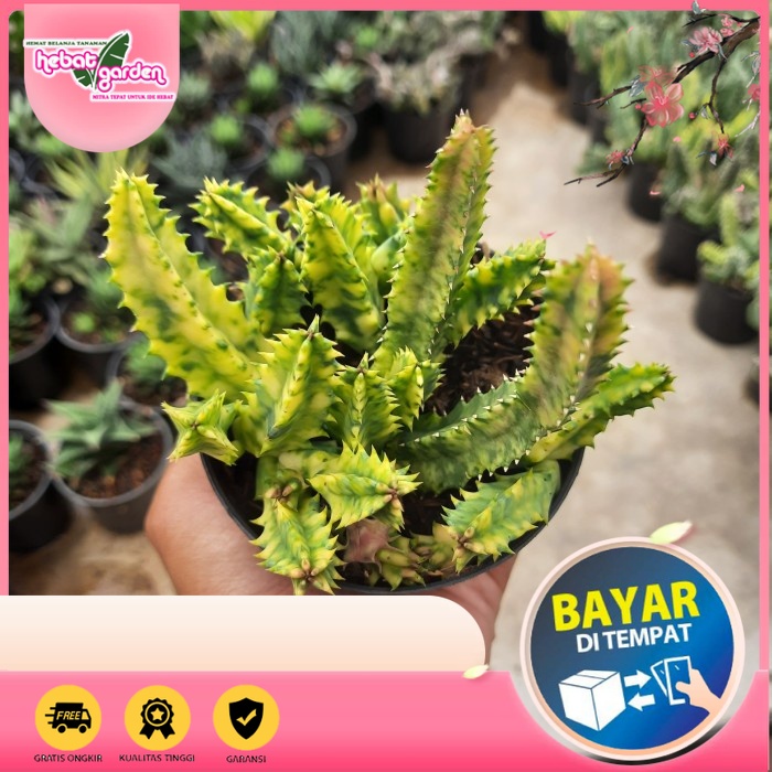 

BELI DI SINI huernia variegata kaktus - Hebat Store