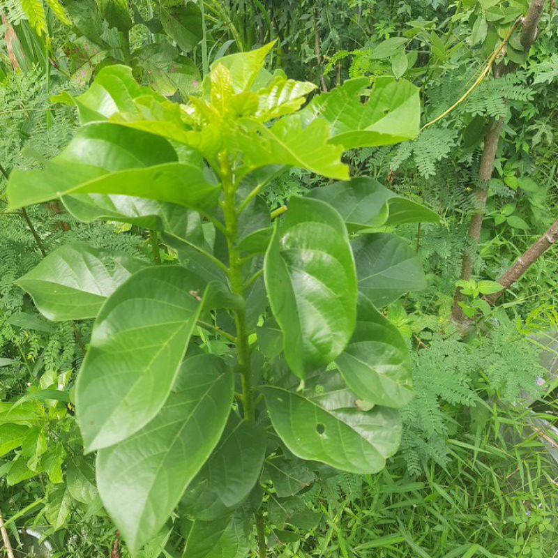 

Daun Alpukat
