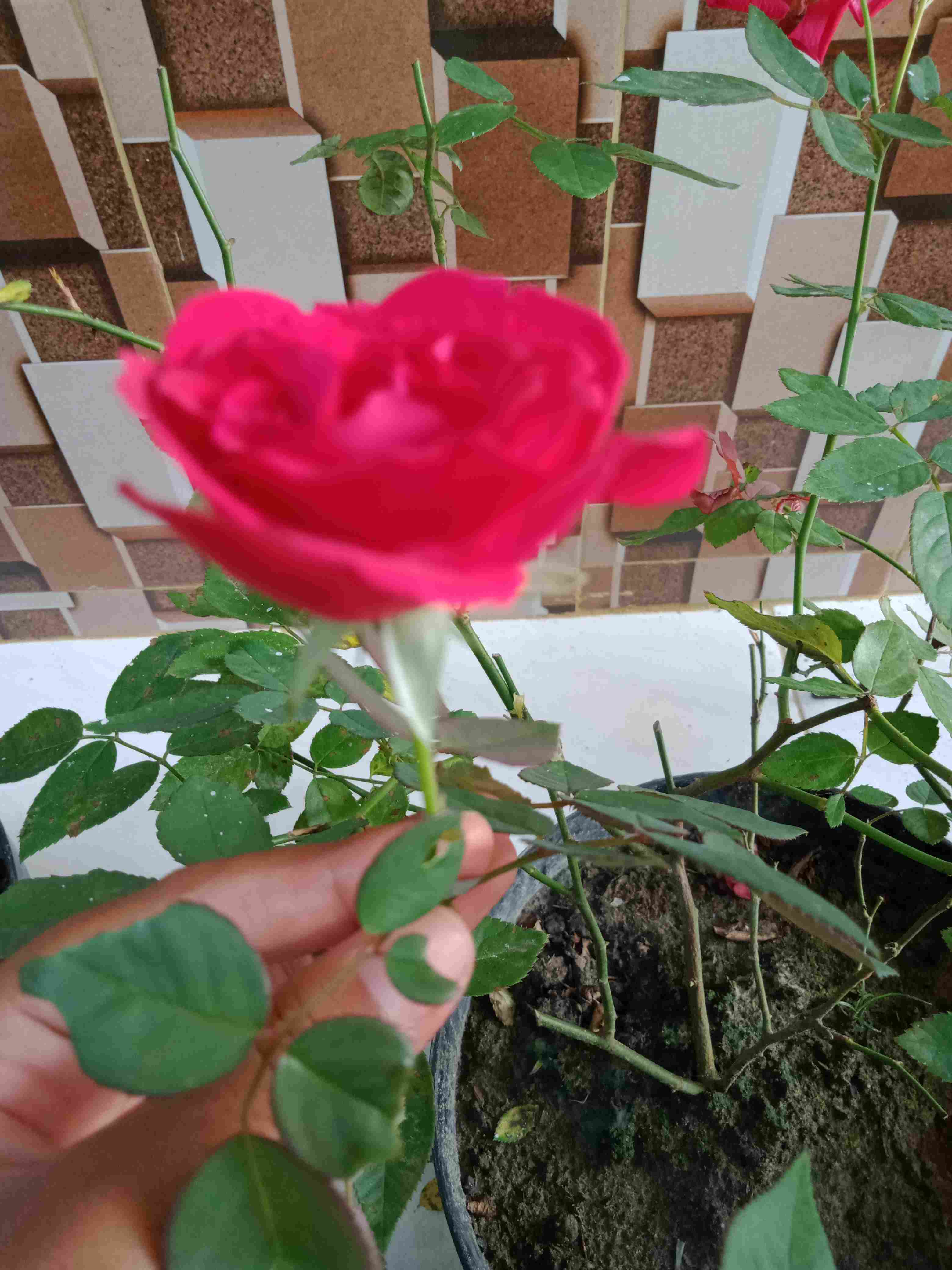 Aska Couple, Batik Couple Keluarga|| Baju Sarimbit Keluarga Motif Terbaru