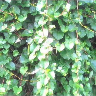 

DAUN BINAHONG FRESH