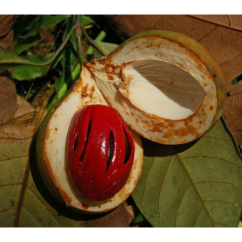 biji benih pala siap semai