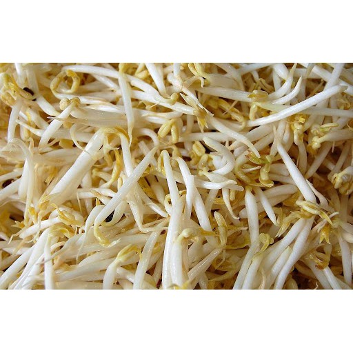 

Tauge 500gr