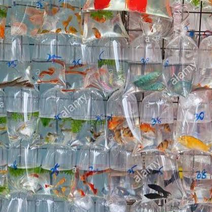 

FALSH SALE PAKET 10 guppy MIX RANDOM INSTAN / SAME DAY ONLY