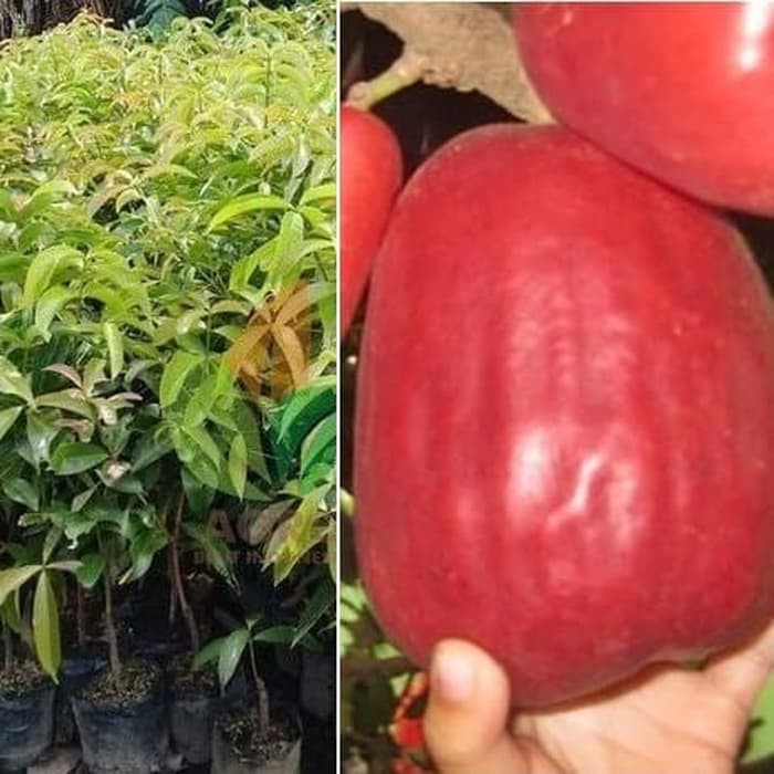 Bibit Tanaman Pohon Jambu Jamaika Jambu Bol Hasil Okulasi Jaminan Asli