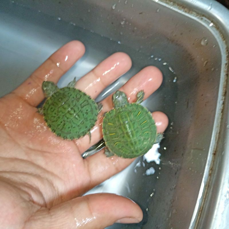 kura kura brazil
