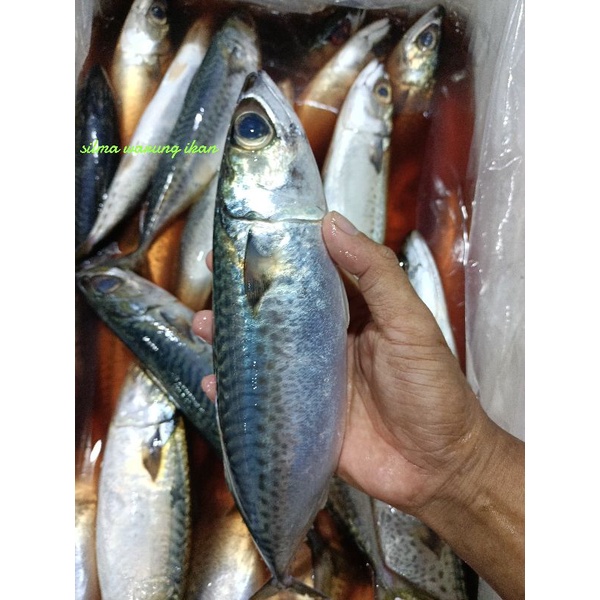 

Ikan macarel segar ikan harian 1kg