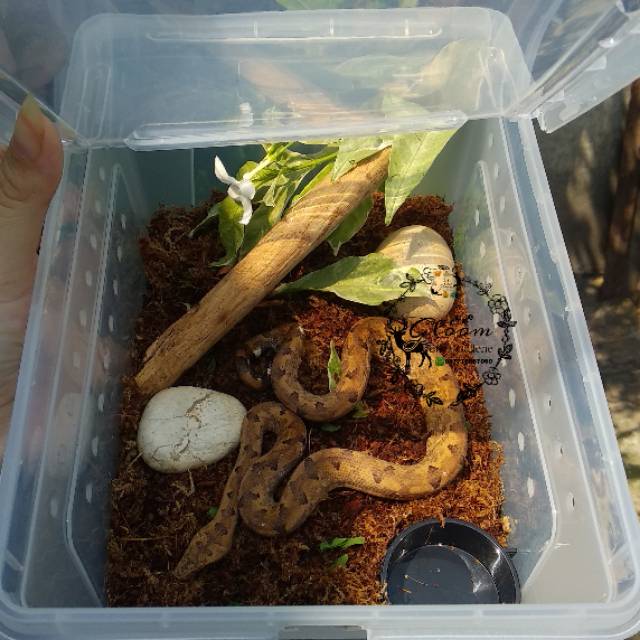 Breeding Box Large kandang vivarium terrarium hamster reptile ular leopard gecko kura-kura tarantula
