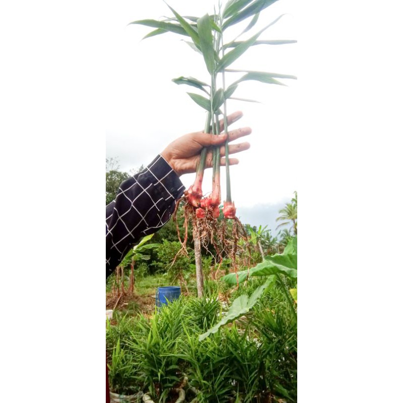 

Bibit Jahe Merah HARGA KAMPUNG
