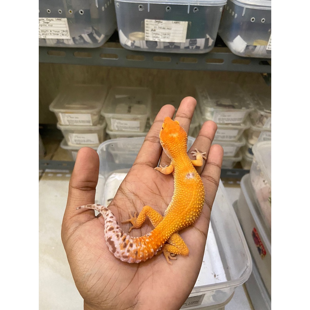 Leopard Gecko Female Tremper Enigma PH Raptor Cakep No. 760