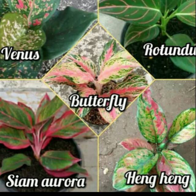 Promo murah paket 5 bibit bunga aglonema