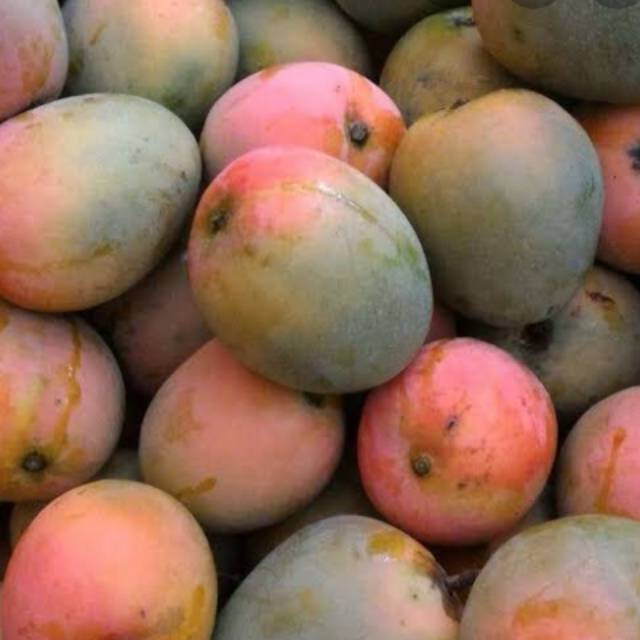 Mangga gedong gincu Indramayu