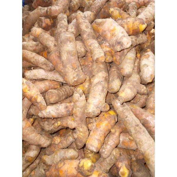 

KUNYIT SEGAR/KUNIR FRESH 1KG