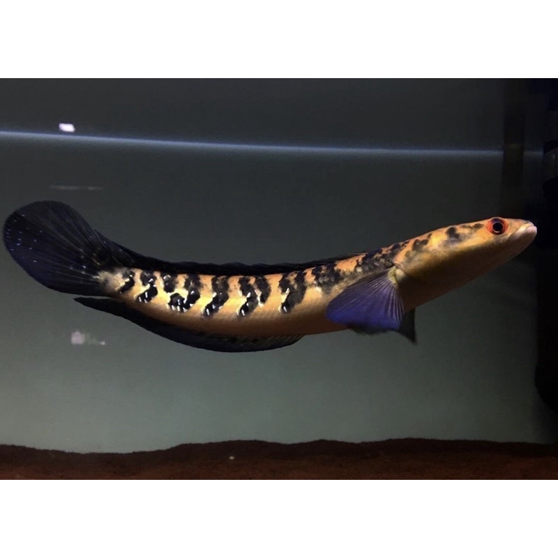 [YS] Yellow Sentarum 8-10cm Bar Rapi