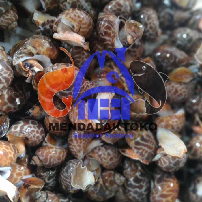 

Keong macan fresh frozen @1kg