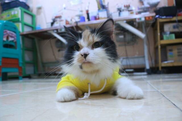 Kaos hoodie kuning lucu untuk kucing dan anjing / baju kucing murah size S M L XL