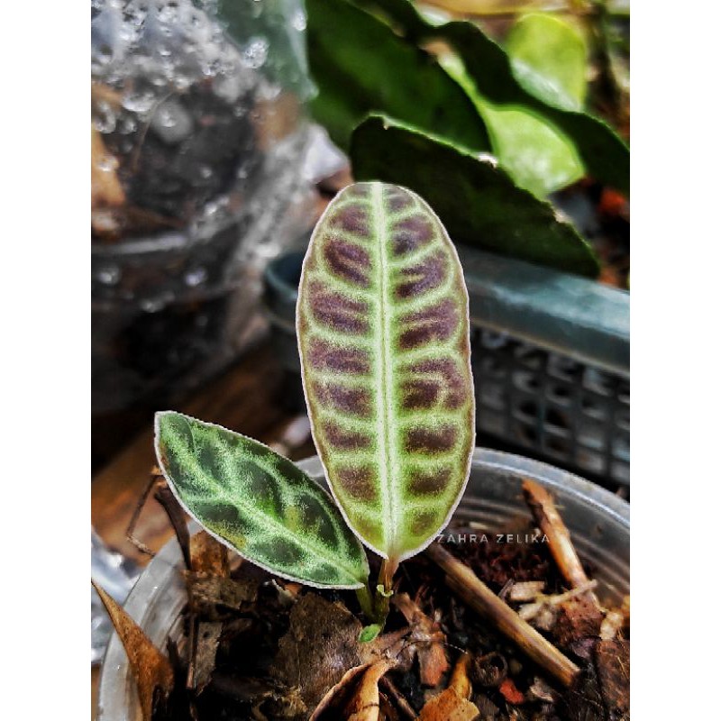 Ardisia turtle sp borneo