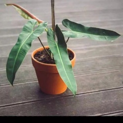 PHILODENDRON ATABAPOENSE TANAMAN BUNGA PHILO KABEL BUSI ORI BUNGA MURAH BERKUALITAS