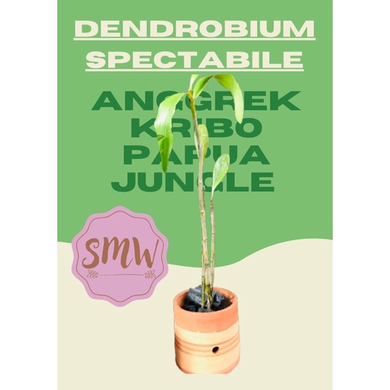 ANGGREK KRIBO SPECIES PAPUA JUNGLE (DENDROBIUM SPECTABILE)