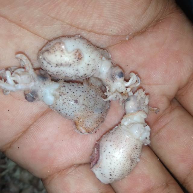 

Baby cumi Telur isi 250 Gram