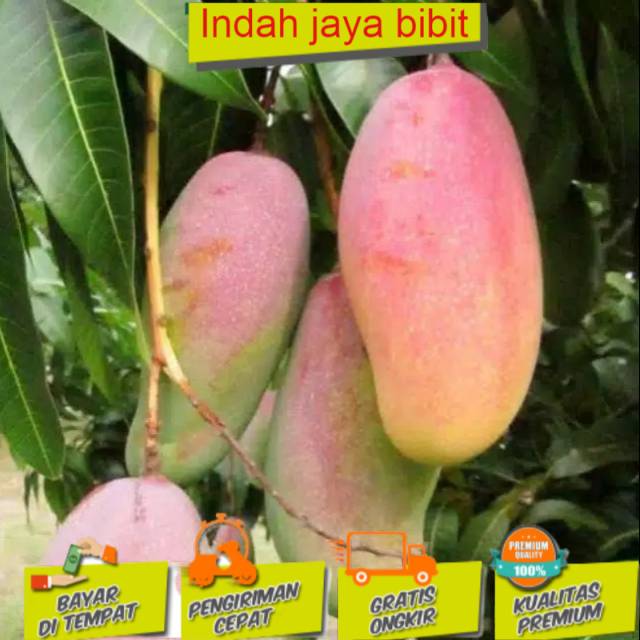 

Bibit mangga pelangi manis (BISACOD)