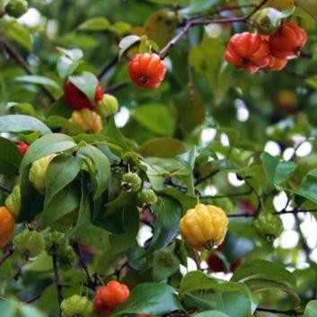 CRV BIBIT DEWANDARU POHON DEWANDARU BUAH DEWANDARU HERBAL LANGKA
