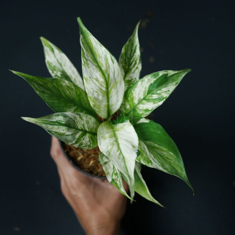 Peace Lily Variegata