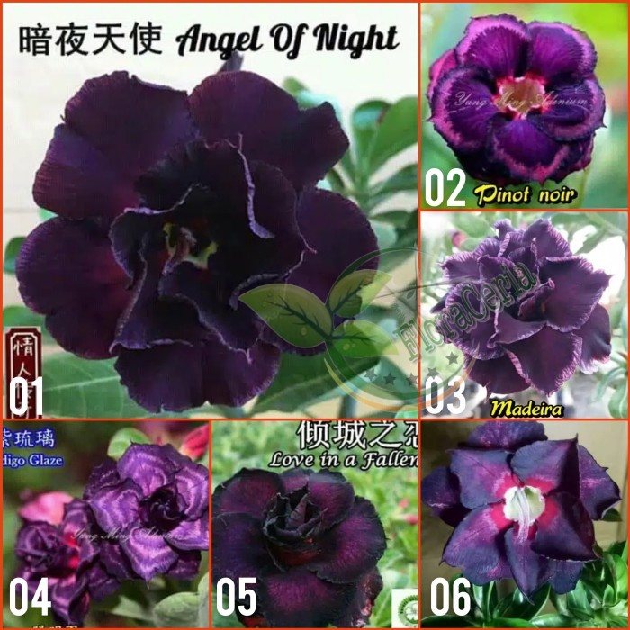 

Paket 6 Bibit Bunga Adenium Kamboja Jepang