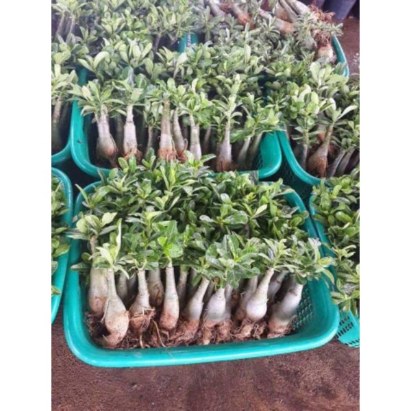 NEW!!! PROMO!!! TANAMAN HIAS ADENIUM KAMBOJA JEPANG BUNGA TUMPUK