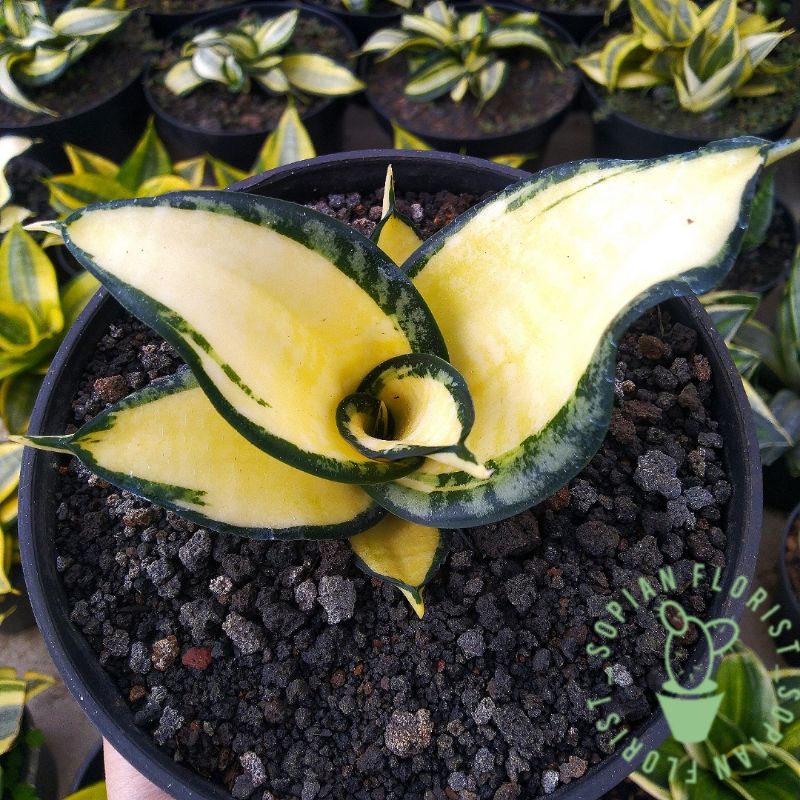 Sansevieria Golden Wendy