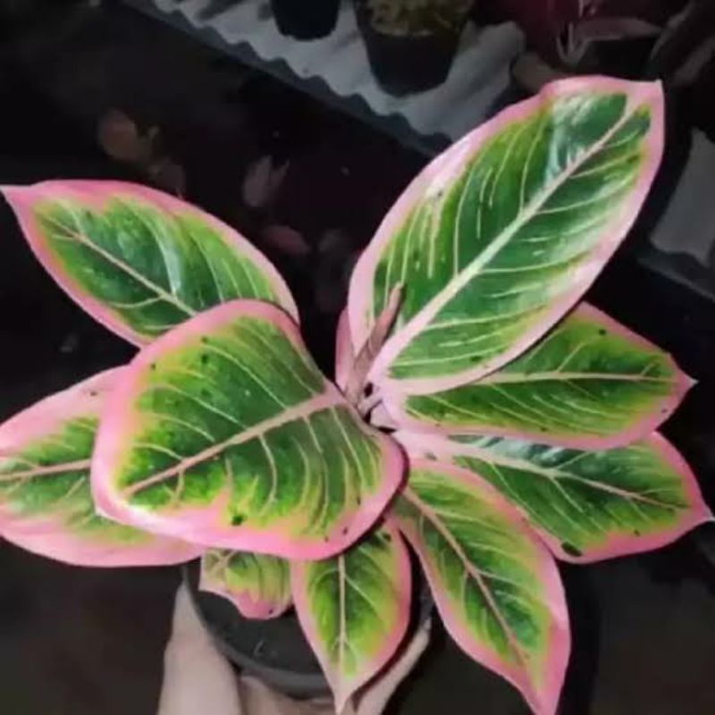 Aglonema Lipstik pink || aglaonema Lipstik pink || mirip aglaonema lotus delight  || aglonema murah
