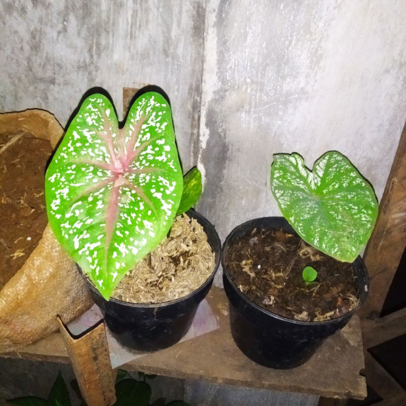 Tanaman hias keladi putih+keladi merah Tanaman hias