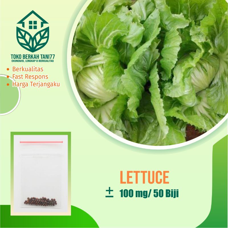Benih Selada Lettuce Selada Burger Bibit Tanaman Sayur Sayuran Seribuan