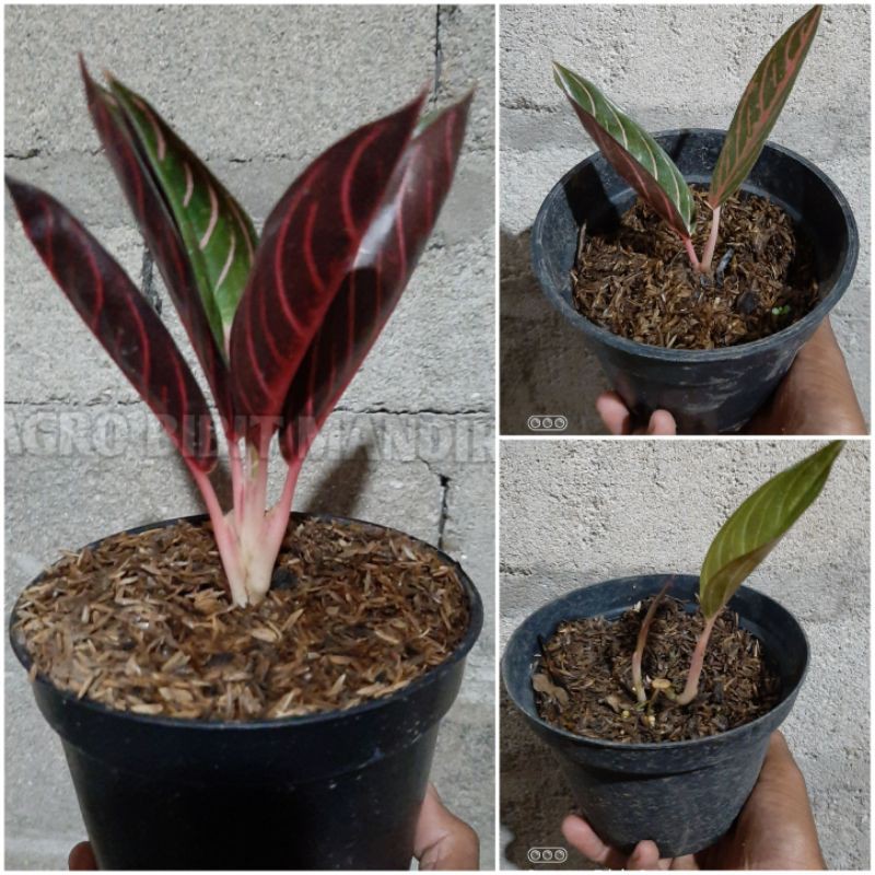 AGLONEMA RED SUMATERA baby daun 1-2
