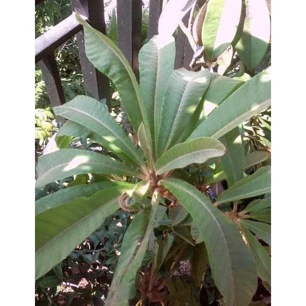 Bibit Mamey Sapote Lorito