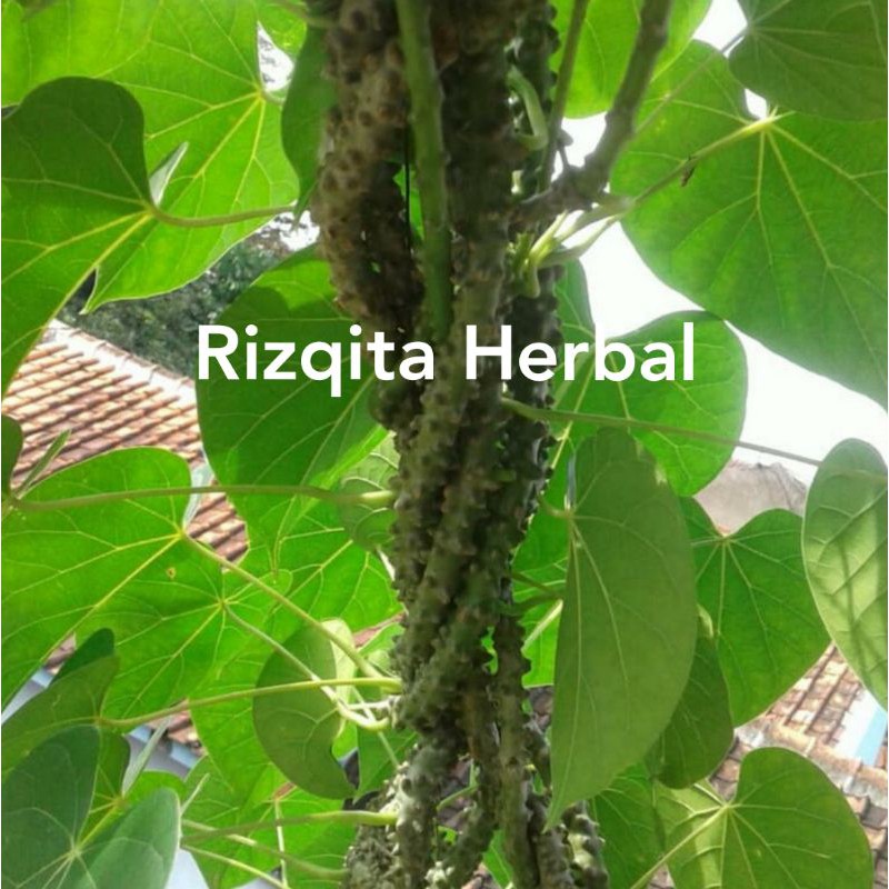 

Daun brotowali / batrawali segar langsung petik (min. 30 lembar)