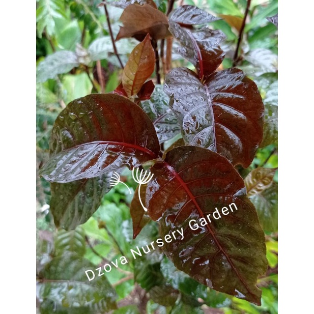 

(Min Order: 50 Lembar) Daun Ungu / Handeuleum segar