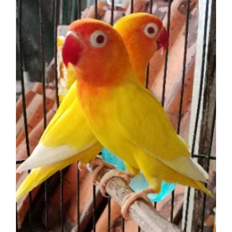 Burung love bird pasangan lutino Mata merah prospek