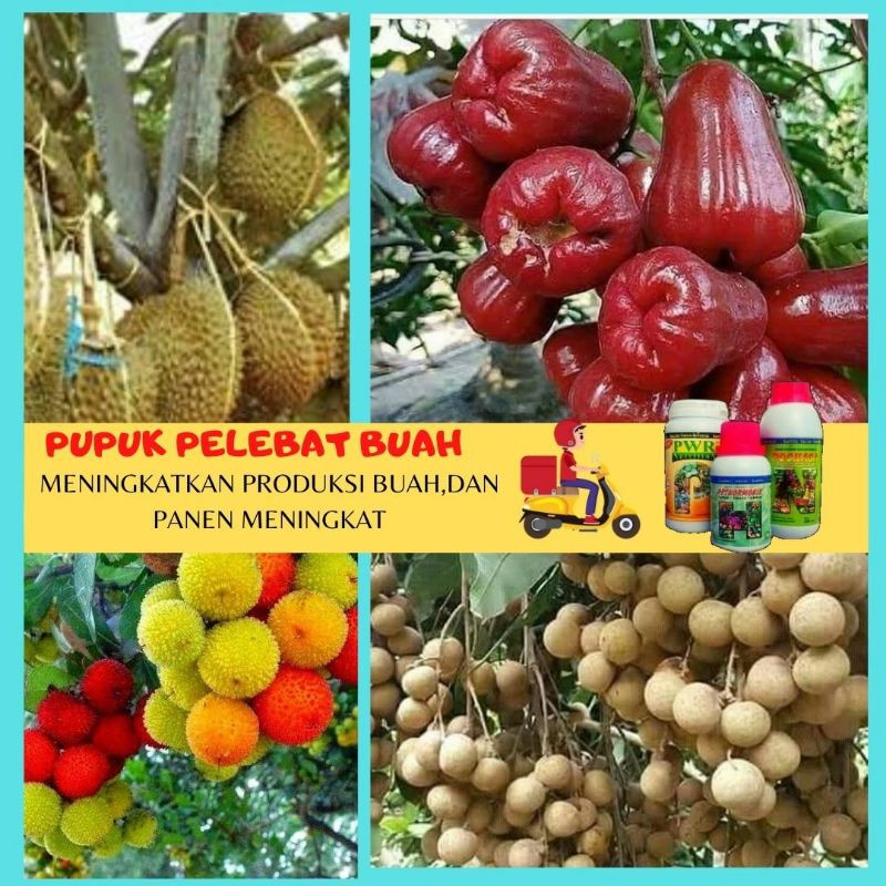 PUPUK PERANGSANG BUAH PELEBAT BUAH PUPUK TABULAMPOT