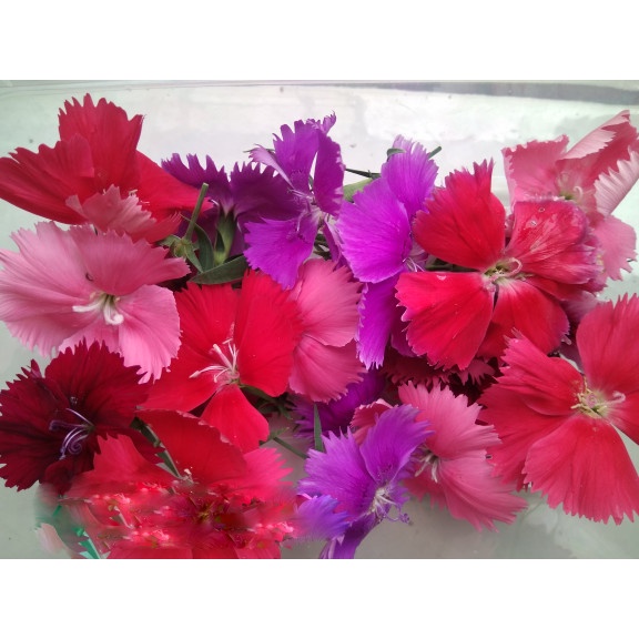 

Edible Flower Dianthus