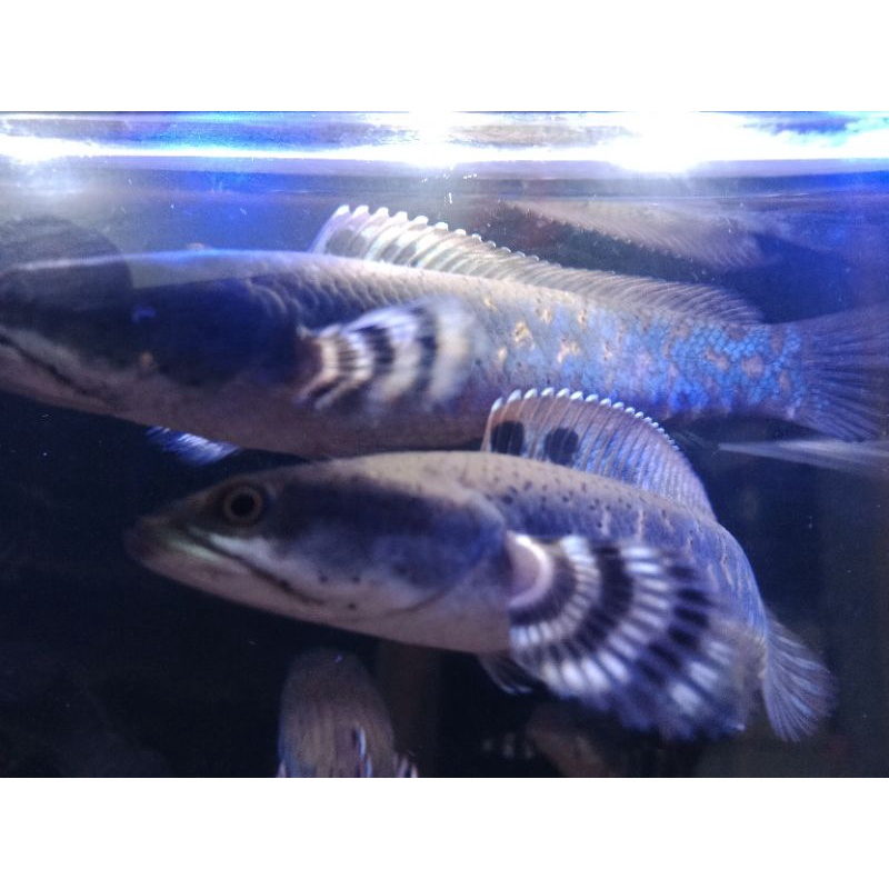 HIASAN AKUARIUM BLUE PULCHRA 12 CM PREMIUM
